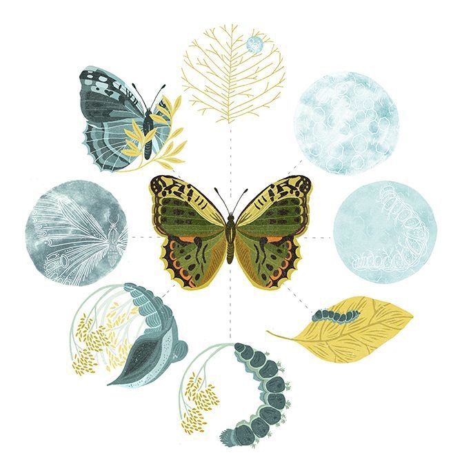 Ilustração de borboleta representando o ciclo de transformação e processo terapêutico